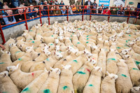 1 Cheviot Store Lambs in the ring at Longtown Mart